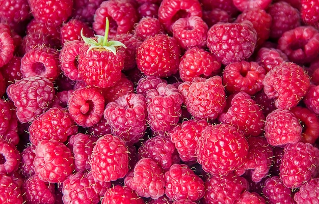 Les framboises sont entre les mains d&#39;un enfant en forme de coeur.