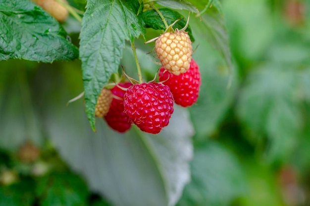 Framboises