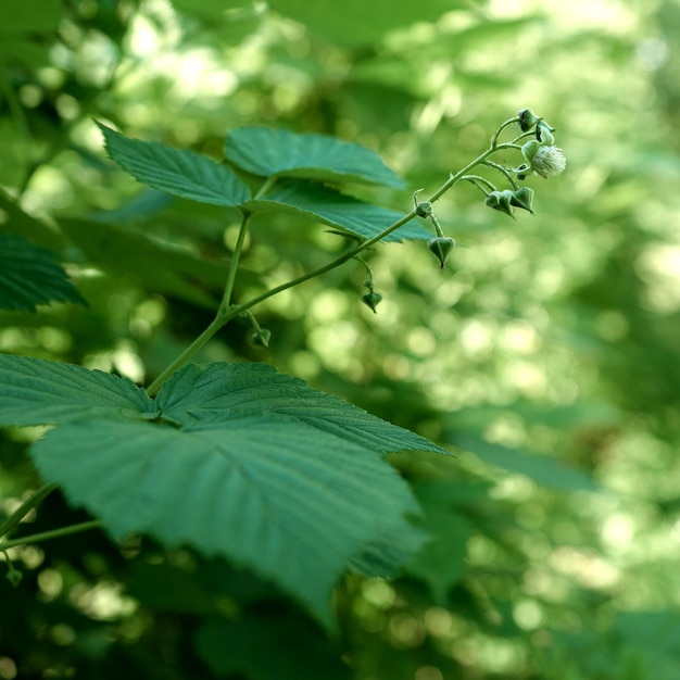 Framboisier en fleurs dans le jardin illuminé par le soleil