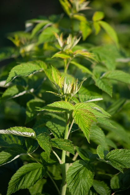 Un framboisier vert pousse dans le jardin