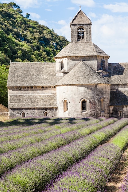 France, Provence, Abbaye de Sénanque. Champ de lavande en saison estivale.