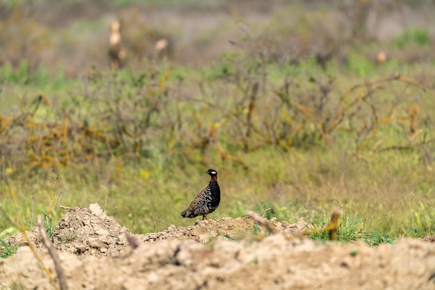 Francolin noir à l'état sauvage