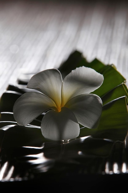 Photo le frangipani blanc repose sur la feuille verte