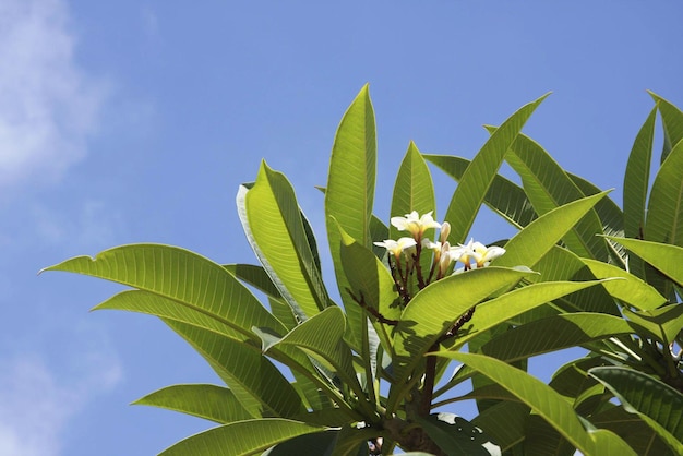 Frangipani sur le Blusky