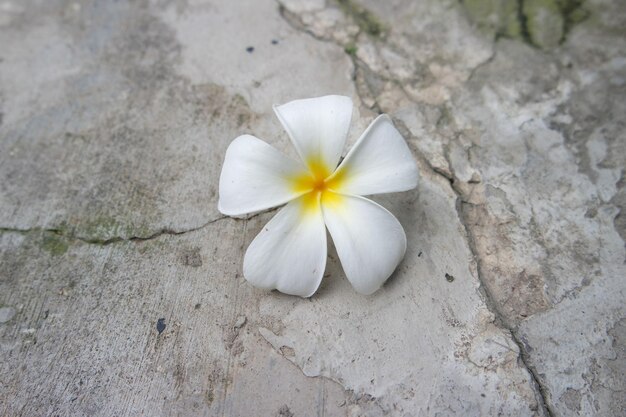 Frangipani Tropical Spa Flower Plumeria au printemps et en été