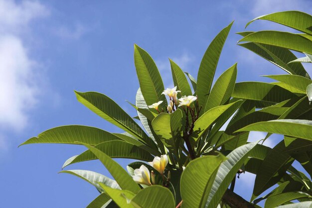 Frangipani