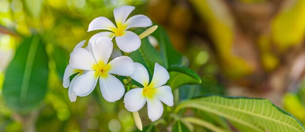 Frangipanier blanc jaune en plein essor ou plumeria, fleurs de spa avec des feuilles vertes sur l'arbre à la lumière du soir