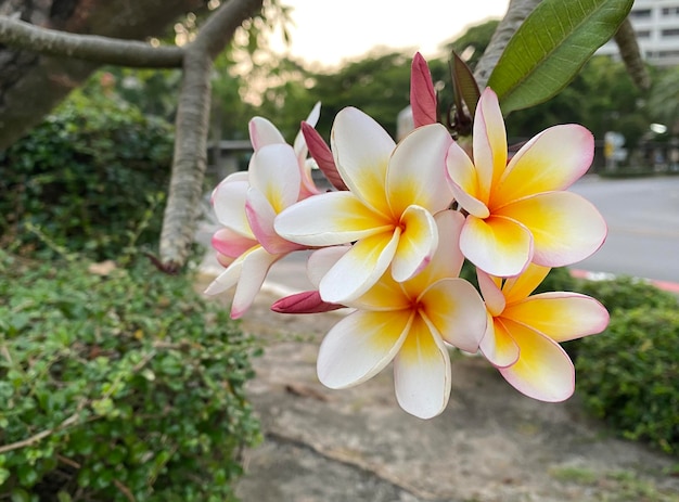 Frangipanier blanc Plumeria blanc Arbre du temple Arbre du cimetière Les fleurs fleurissent dans le jardin l