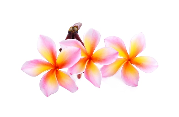 Frangipanier plumeria isolé sur fond blanc