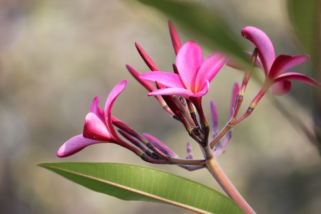 Photo frangipanier rouge avec des fleurs