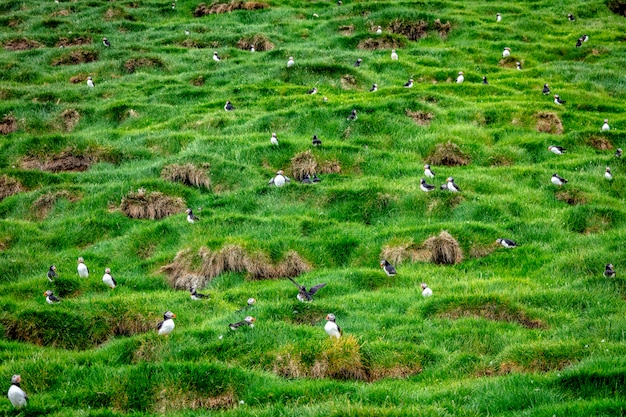 Fratercula arctica à faroe