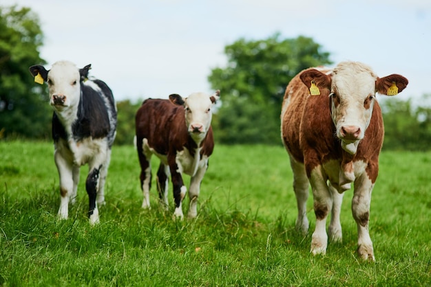 Free range Tir sur toute la longueur d'un troupeau de bovins broutant dans une ferme laitière