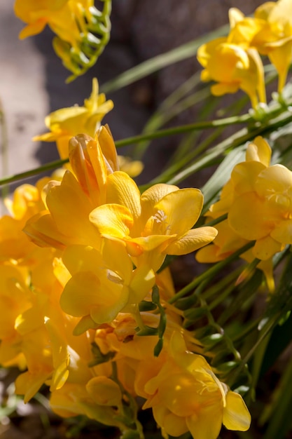 Le freesia tendre décoratif jaune vif pousse en gros plan sur un lit de fleur lors d'une journée ensoleillée de printemps