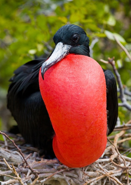 Frégate à ventre rouge est assise sur un nid