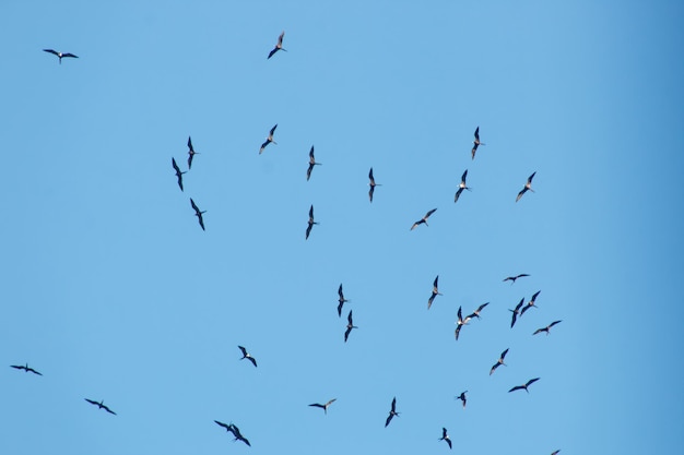 Frégates dans le ciel bleu de Rio de Janeiro Brésil