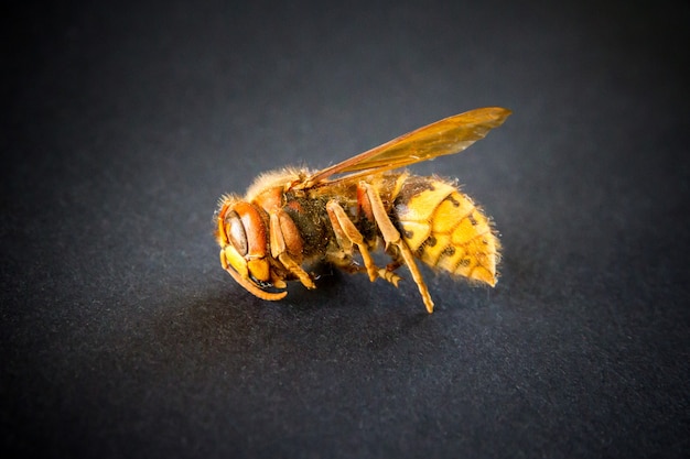 Frelon européen séché isolé sur fond arrière