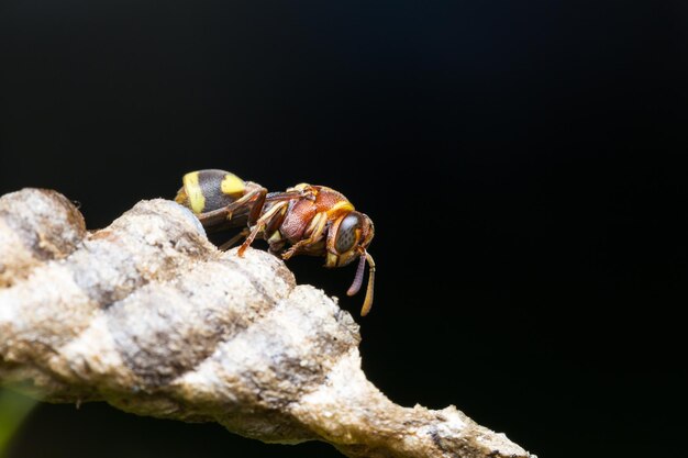 Le frelon de l'insecte macro