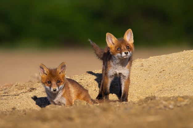 Frères et sœurs renard roux jouant près de den sur une soirée d'été ensoleillée