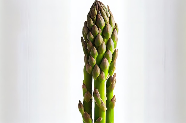 Fresh One asperges naturelles