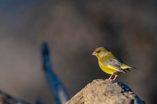 Fringilla coelebs Malaga Espagne