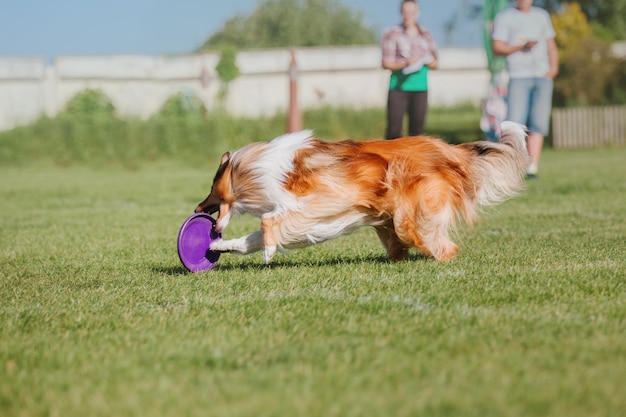 Frisbee chien chien attraper disque volant en saut pet jouant à l'extérieur dans un parc événement sportif achie