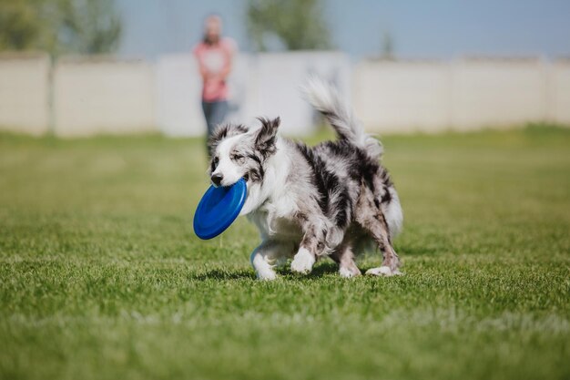 Frisbee chien chien attraper disque volant en saut pet jouant à l'extérieur dans un parc événement sportif achie