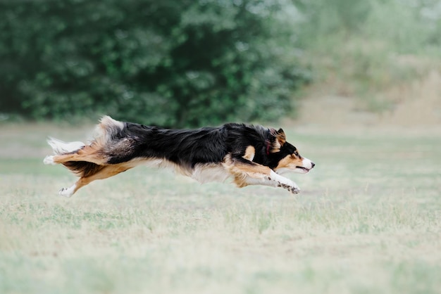 Frisbee chien chien attraper disque volant en saut pet jouant à l'extérieur dans un parc événement sportif achie