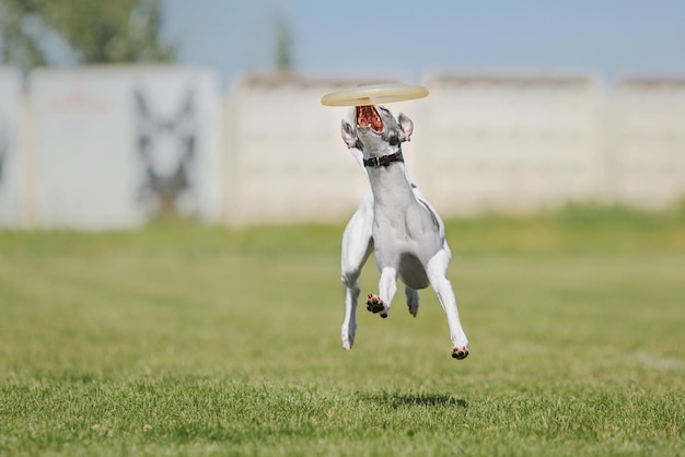 Frisbee chien chien attraper disque volant en saut pet jouant à l'extérieur dans un parc événement sportif achie