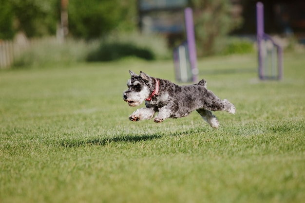 Frisbee chien chien attraper disque volant en saut pet jouant à l'extérieur dans un parc événement sportif achie