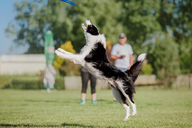 Frisbee chien chien attraper disque volant en saut pet jouant à l'extérieur dans un parc événement sportif achie