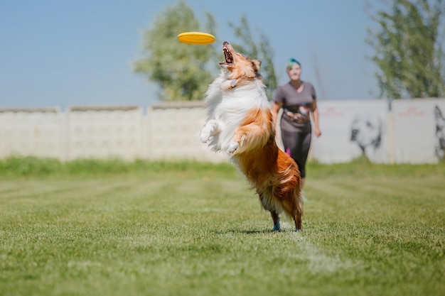 Frisbee chien chien attraper disque volant en saut pet jouant à l'extérieur dans un parc événement sportif achie