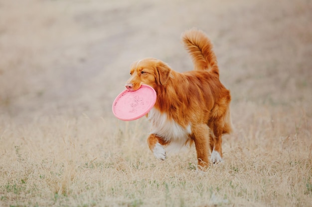 Frisbee chien chien attraper disque volant en saut pet jouant à l'extérieur dans un parc événement sportif achie