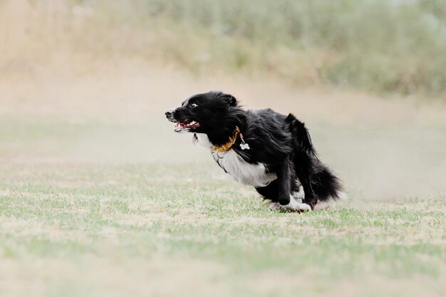 Frisbee chien chien attraper disque volant en saut pet jouant à l'extérieur dans un parc événement sportif achie