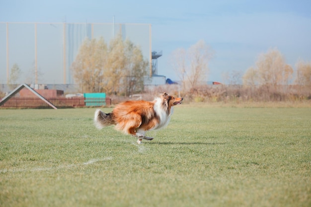 Frisbee chien chien attraper disque volant en saut pet jouant à l'extérieur dans un parc événement sportif achie