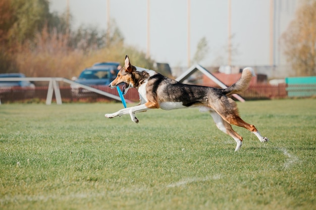 Frisbee chien chien attraper disque volant en saut pet jouant à l'extérieur dans un parc événement sportif achie