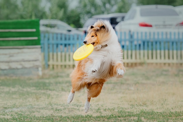 Frisbee chien chien attraper disque volant en saut pet jouant à l'extérieur dans un parc événement sportif achie