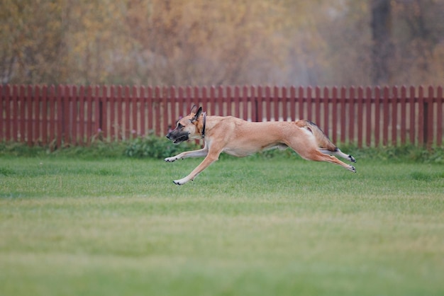 Photo frisbee pour chien. chien attrapant un disque volant en saut, animal de compagnie jouant à l'extérieur dans un parc. événement sportif, achie