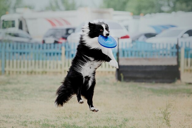 Frisbee pour chien. Chien attrapant un disque volant en saut, animal de compagnie jouant à l'extérieur dans un parc. Événement sportif, achie