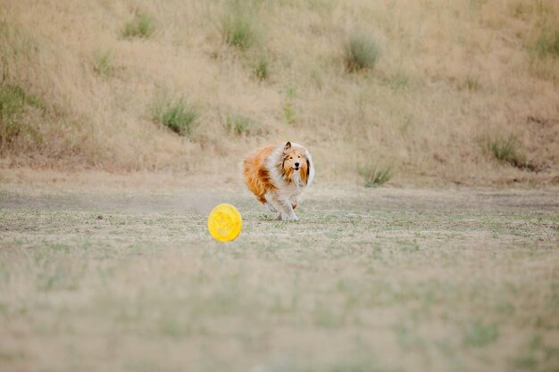 Frisbee pour chien. Chien attrapant un disque volant en saut, animal de compagnie jouant à l'extérieur dans un parc. Événement sportif, achie