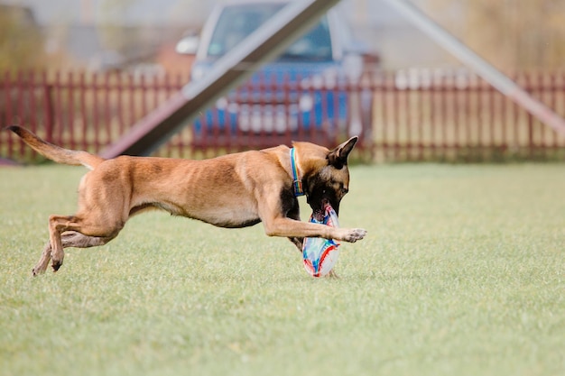 Frisbee pour chien. Chien attrapant un disque volant en saut, animal de compagnie jouant à l'extérieur dans un parc. Événement sportif, achie