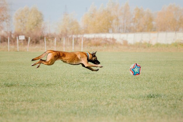 Frisbee pour chien. Chien attrapant un disque volant en saut, animal de compagnie jouant à l'extérieur dans un parc. Événement sportif, achie