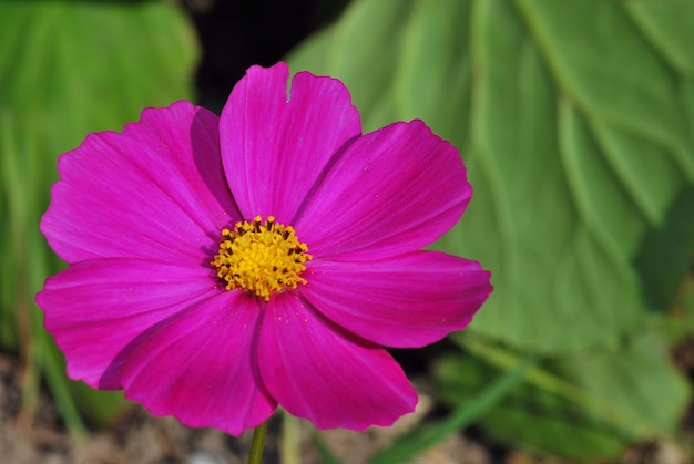 Frische schoene rosa blume im fruehling und garten