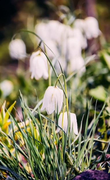 Fritillaria meleagris plantes qui fleurissent dans un jardin de printemps