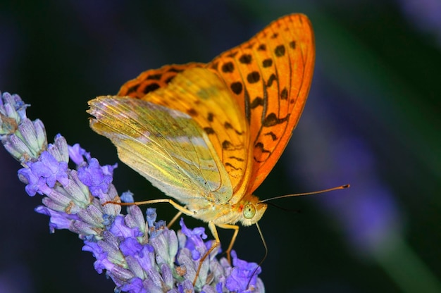 Fritillary argenté Argynnis paphia sur une fleur de lavande Provence France