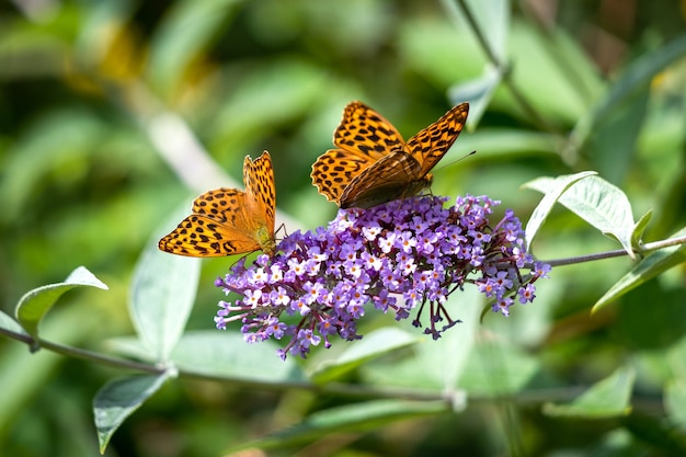 Fritillary argenté (Argynnis paphia) se nourrissant d'un Buddleia