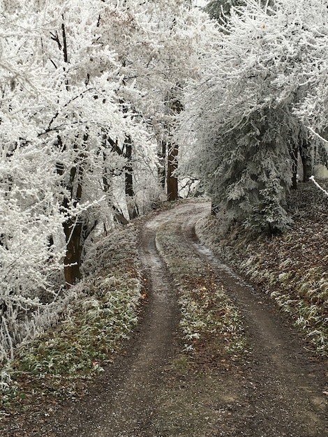 Photo le froid hivernal