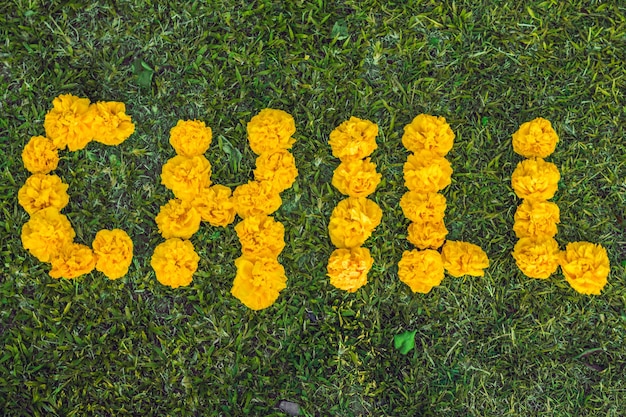 Froid d'inscription sur l'herbe. Fleurs jaunes.