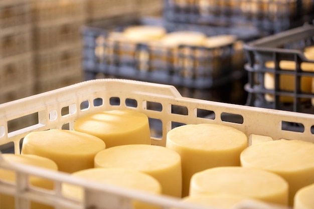 Photo fromage disposé dans des boîtes à l'entrepôt de la fromagerie.