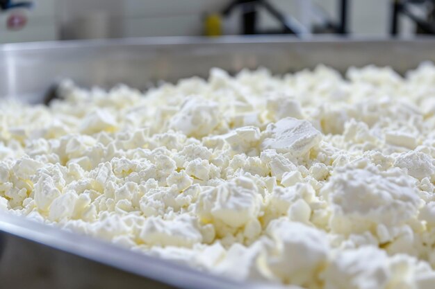 Des fromages frais sur un tapis roulant dans une fromagerie