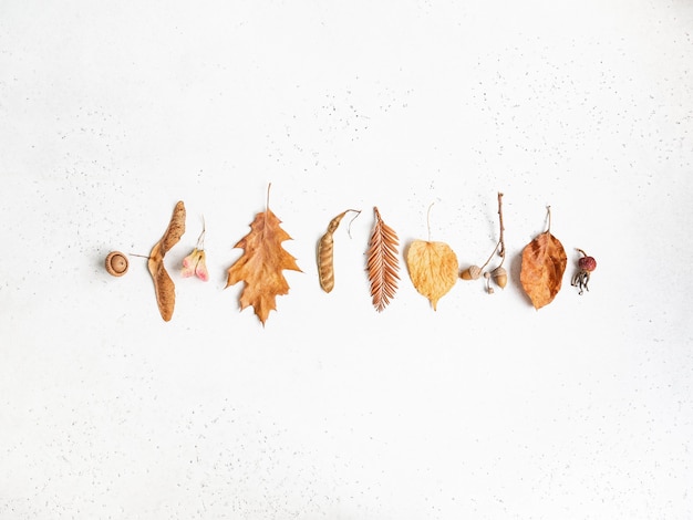 Frontière de diverses graines et feuilles d'arbres sauvages isolés sur un fond de texture blanche. Fond de botanique d'automne minimal. Vue de dessus. Copier l'espace